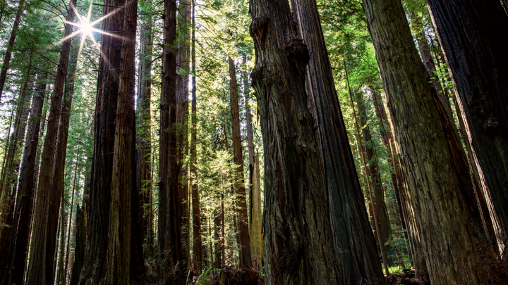 Why your health depends on old growth forests