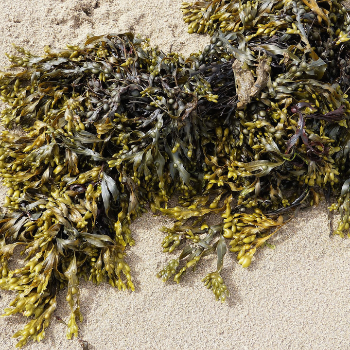 Why Seaweed Should Be A Staple In Your Home