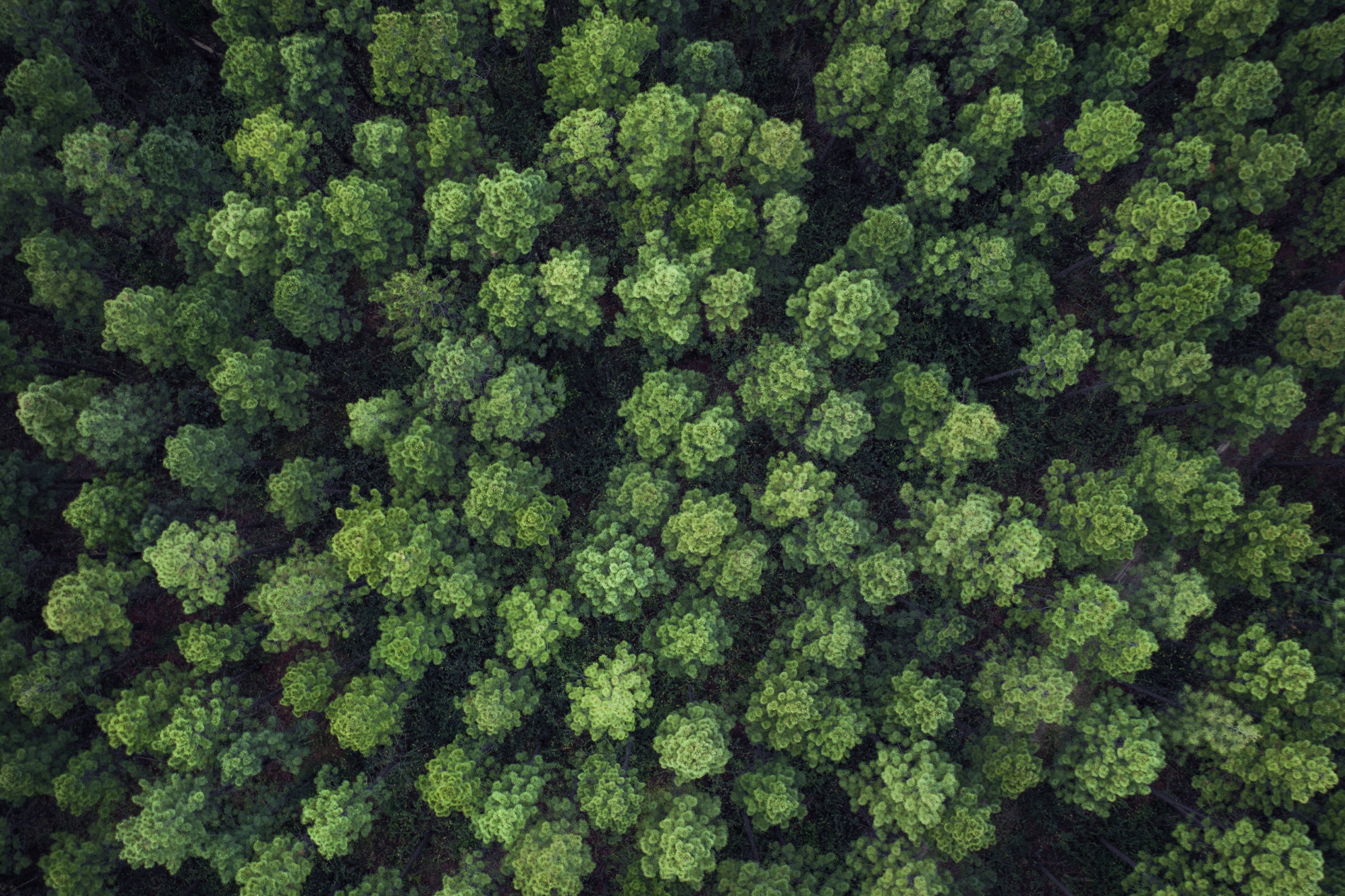 This is What Forest to Face® Skincare is All About – ANATO
