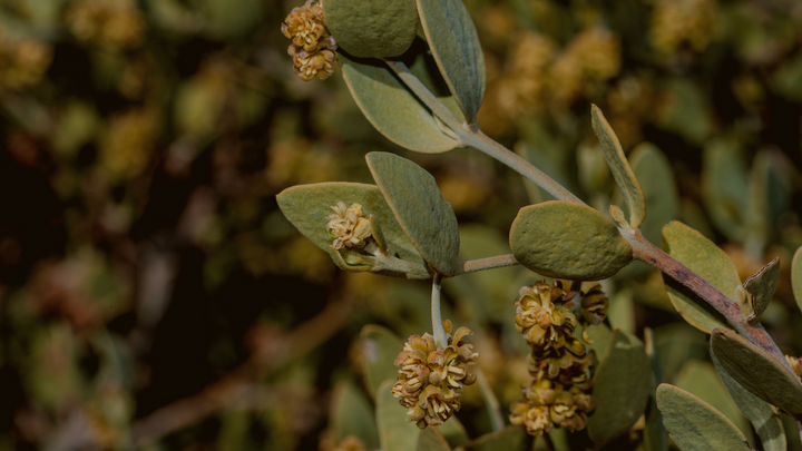 The Most Exquisite Jojoba & Its Benefits For All Skin Types
