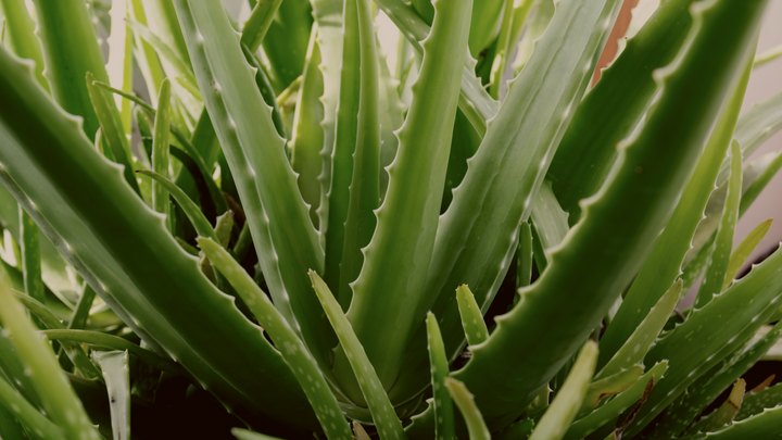 Aloe Vera: skincare from the inside/out