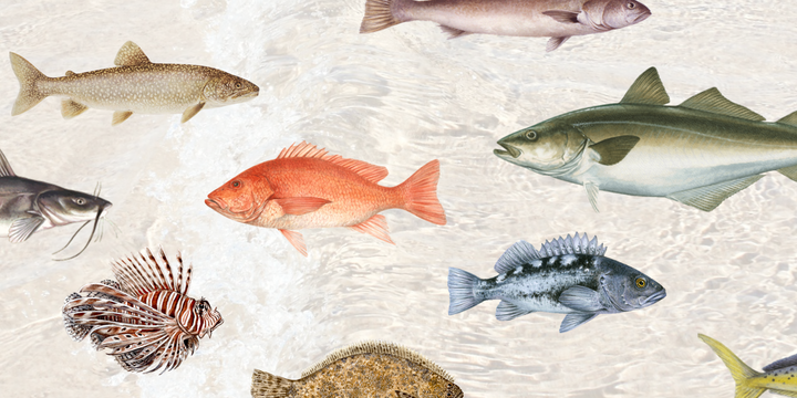 A Sustainable Fish Guide - How to Choose What Seafood To Eat