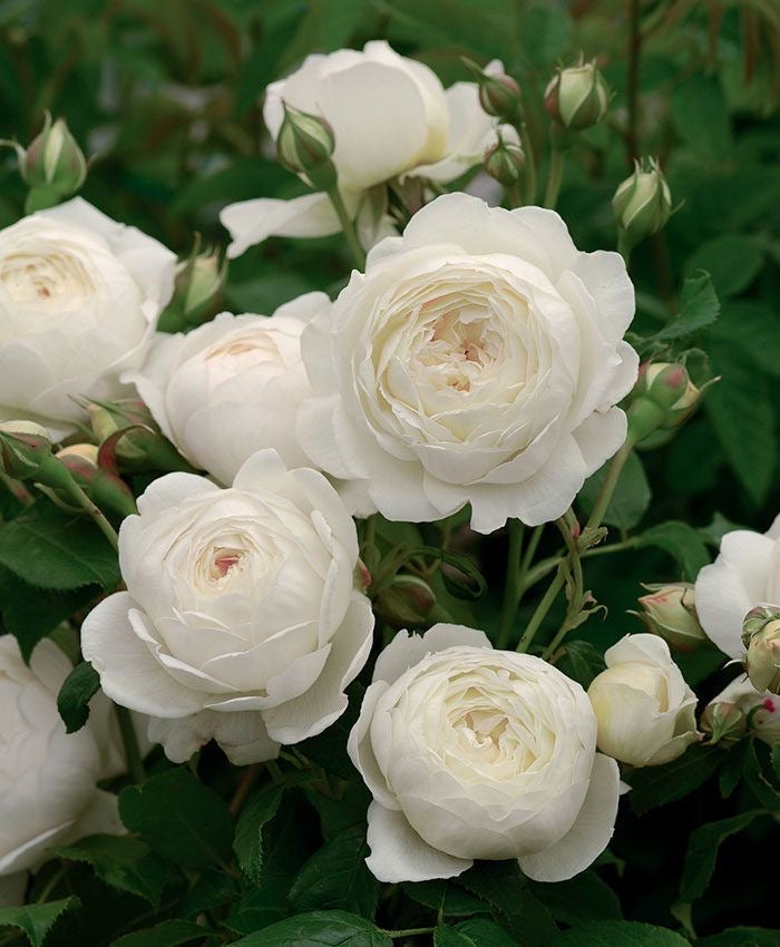 8 Lessons From Rose's Perennial Beauty